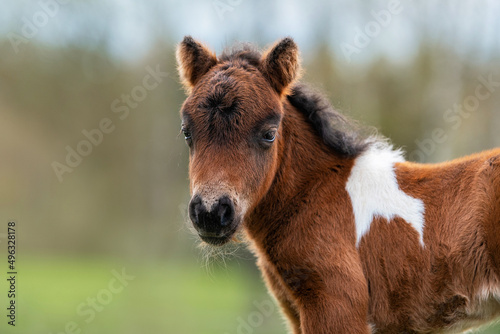 Lovely shetland breed pony foal  © Rita Kochmarjova