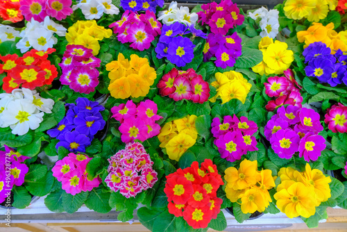 Fototapeta Naklejka Na Ścianę i Meble -  colorful garden flowers close-up in the flowers store. Springtime. Multicolored primroses and azaleas