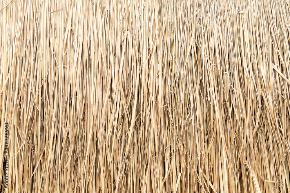 Top view of dried nipa palm leaf that is used to make a roof. for background and textured. Top view of dried nipa palm leaf that is used to make a roof. for background and textured.