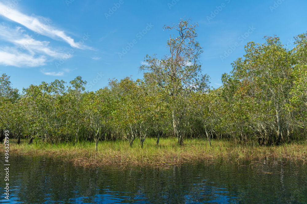 Freshwater basin with mangrove forest area as background. Under the bright blue sky. At Rayong Provincial East Plant Center of Rayong Thailand.