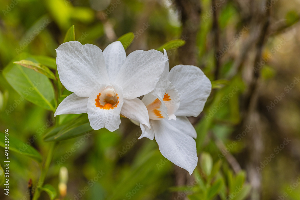 Dendrobium scabrilingue Lindl, Beautiful rare wild orchids in tropical forest of Thailand. Dendrobium scabrilingue Lindl, Beautiful rare wild orchids in tropical forest of Thailand.