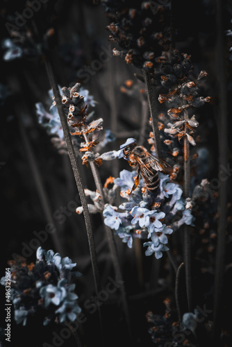 lavender flower with bee 