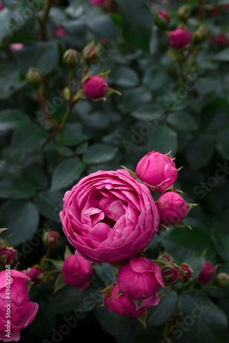 Pink Pomponella roses in garden