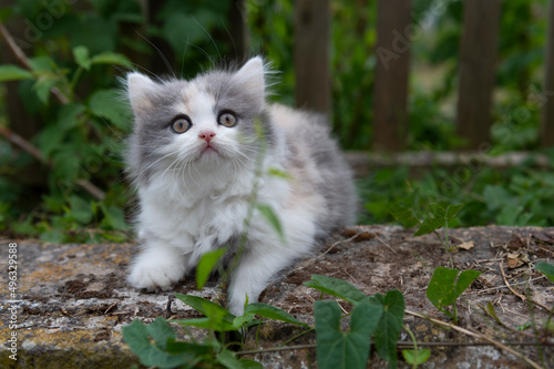 Canvas Print Britisch Langhaar Kitten im Garten