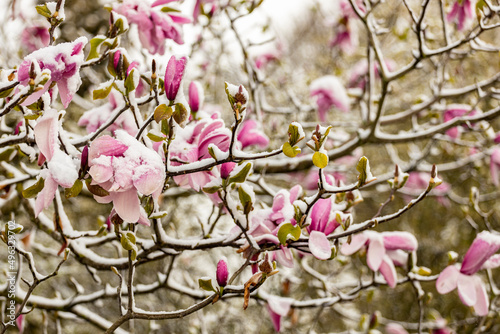 Joyful branches of magnolia tree with spring time blossom covered with harsh late season ice frost covering the flowers of a tree in a thick layer. Weather conditions and climate change concept.