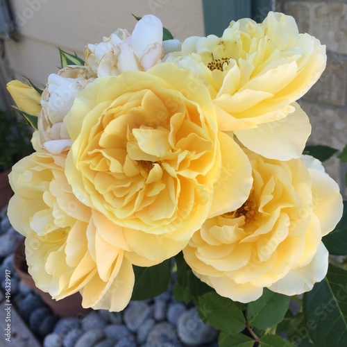 yellow and white roses