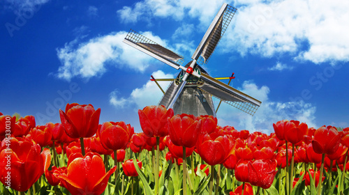View on typical red tulip field with one traditional old wooden typical dutch windmill against blue sky with fluffy cumulus clouds against blue spring sky - Netherlands, Limburg