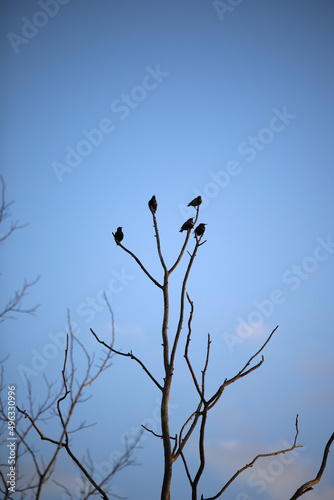 black birds on a tall tree against the blue sky