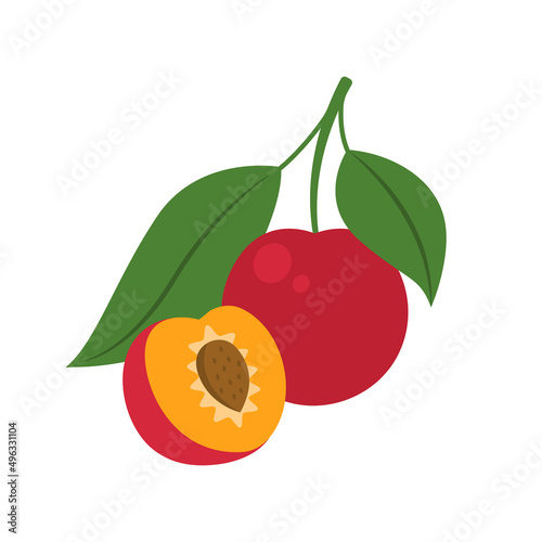 Red cherry plum whole fruit and half sliced isolated on white background. Prunus cerasifera, myrobalan or mirabelle plum icon for package design. Vector illustration of exotic fruits in flat style.