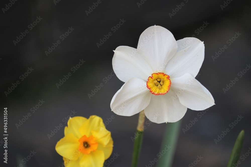 Obraz premium Narcisse des poètes