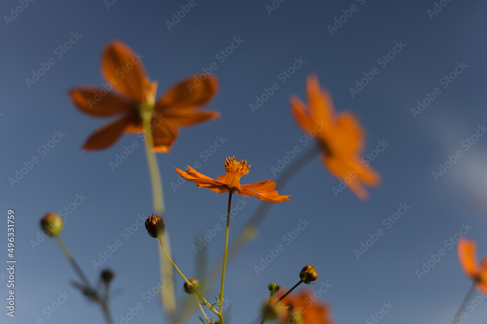 orange flower against blue sky