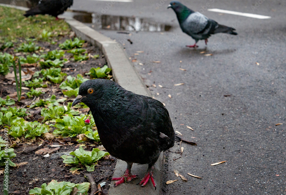 Fototapeta premium funny pigeon on the ground in spring looking in camera