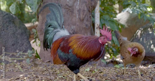 Wild Rooster and Chicken in Maui