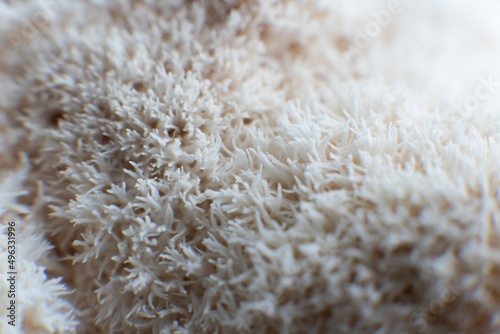 Hericium erinaceus mushroom monkey head mushroom, bearded tooth fungus, bearded hedgehog mushroom photo
