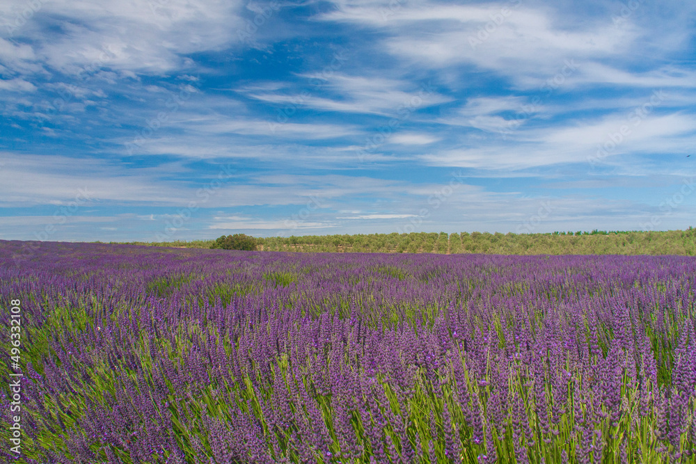 a famous purple lavender farm under a cloudy sky in a sunny day in Avignon, Provence,  France