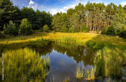 Small lake in the forest at sunset. A pond with reeds, the surrounding nature is reflected on surface.