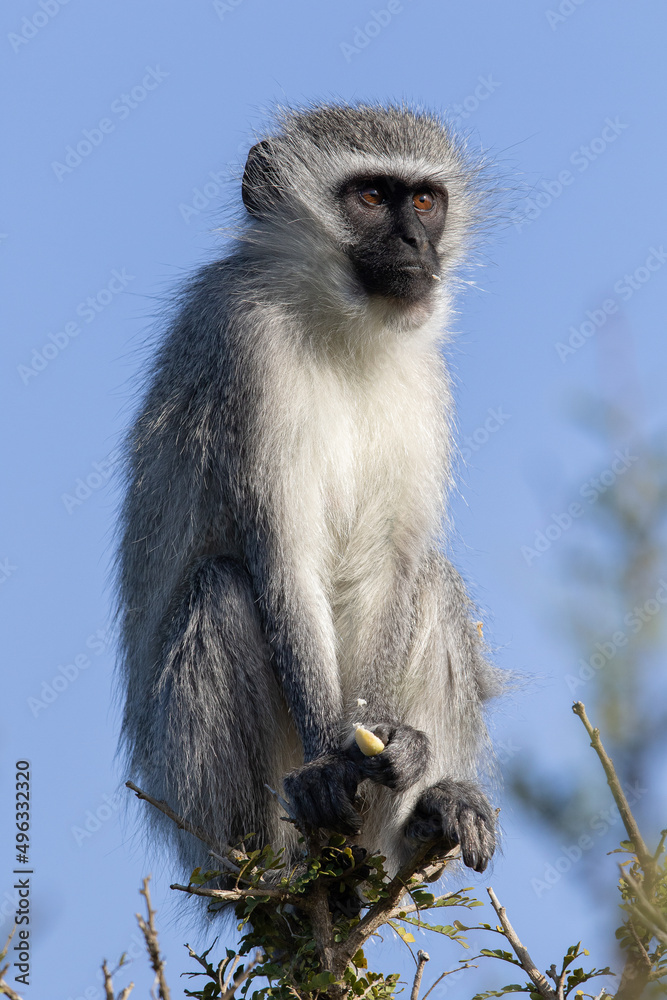 Obraz premium Vervet monkey sitting in the sun, Addo Elephant National Park