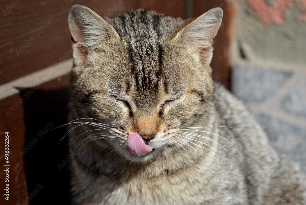 colorful cat with yellow eyes, licking himself colorful cat with yellow eyes, licking himself