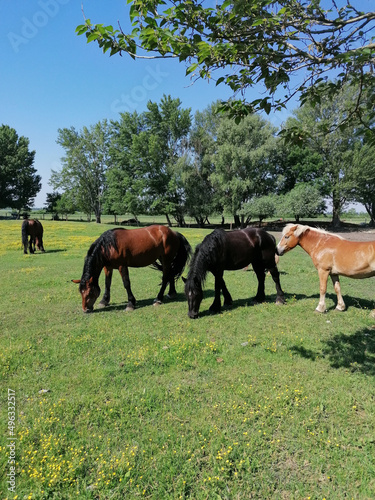 horses graze 
on a meadow
