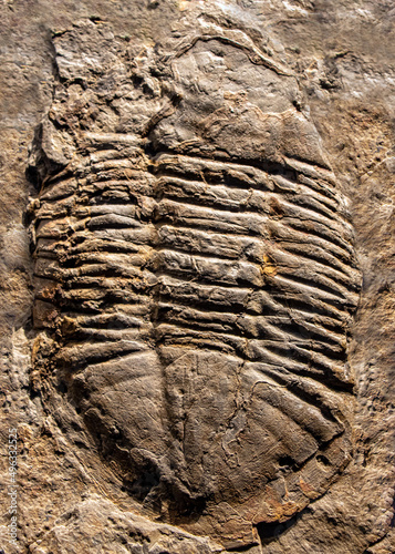 Trilobite, asaphellus desideratus, close up © milkovasa