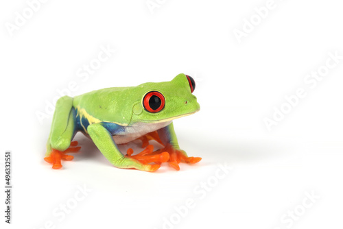 Red-eyed Tree Frog (Agalychnis callidryas) isolated on white background. © Lauren