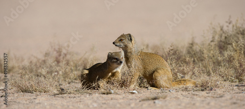 Yellow Mongoose (Cynictis penicillata ) Kgalagadi Transfrontier Park, South Africa photo