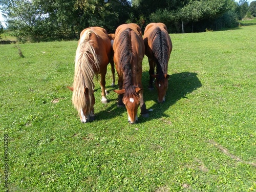 Horses eating grass on the meadow