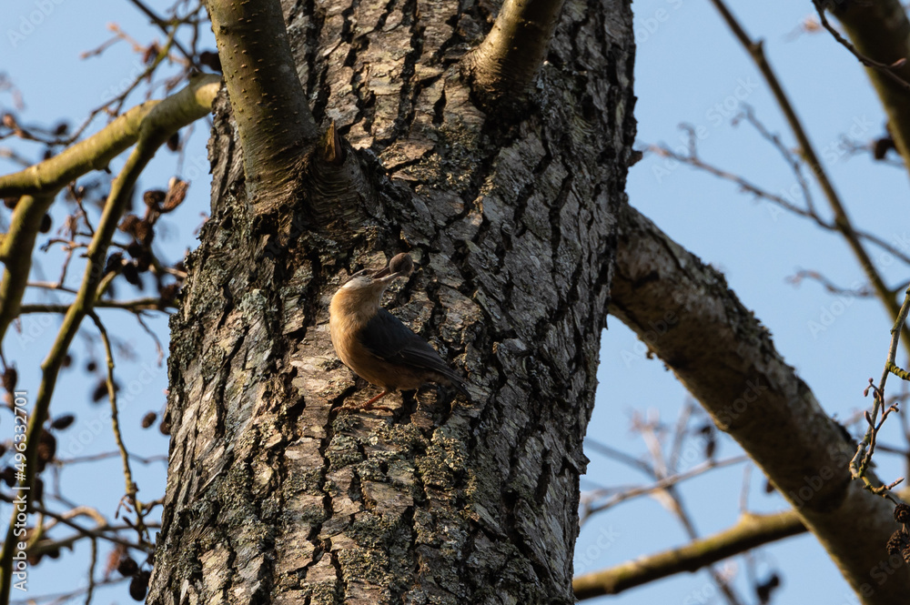 Sitta europaea - Wood nuthatch - Eurasian nuthatch - Sittelle torchepot Sitta europaea - Wood nuthatch - Eurasian nuthatch - Sittelle torchepot