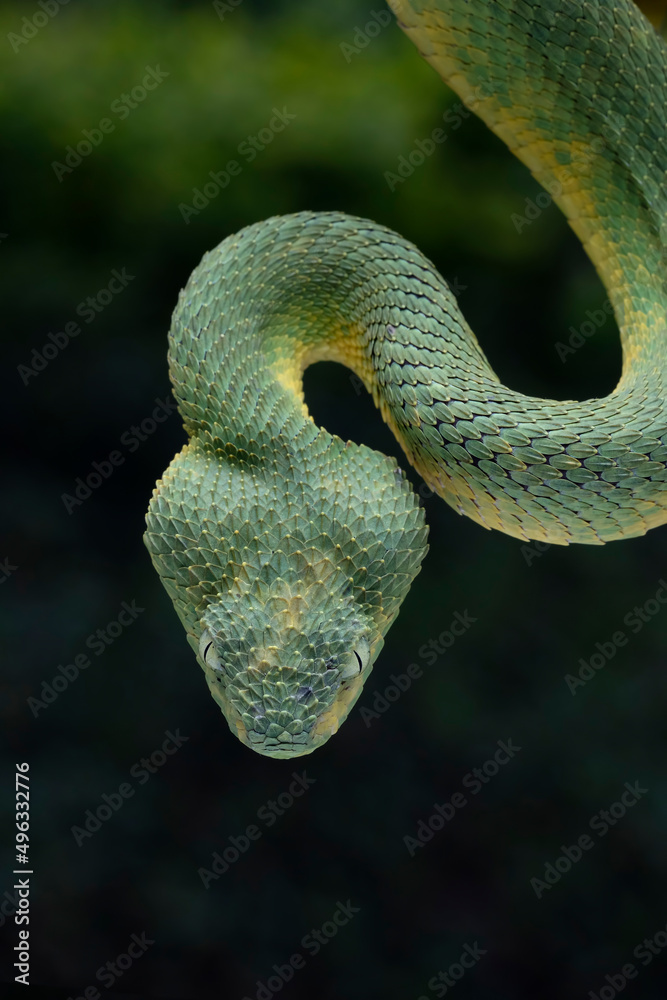 Image - Atheris chlorechis (Green Bush Viper)