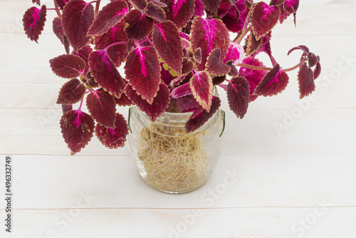 Photography Perennial coleus flower with a large root system