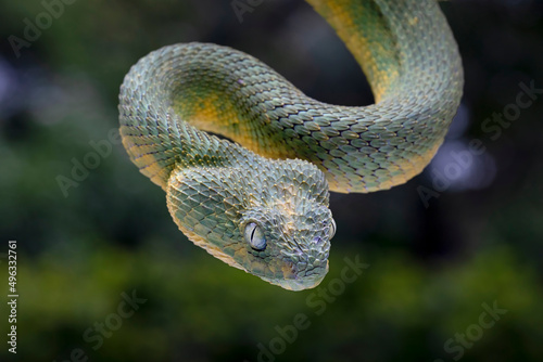 Western Bush Viper, West African Leaf Viper (Atheris chlorechis), is a genus of venomous vipers. photo