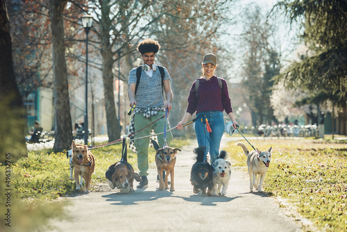 Photography Happy dog walkers and group of mixed bread dogs walking in the park