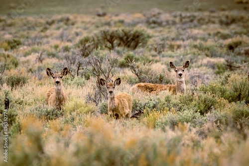 Canvastavla Three mule deer does in sage brush with ears raised at attention