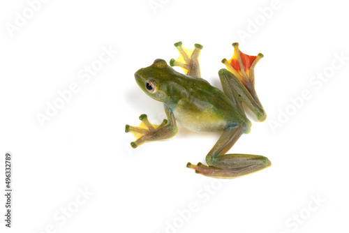 Malayan flying frog  Zhangixalus prominanus  isolated on white background.