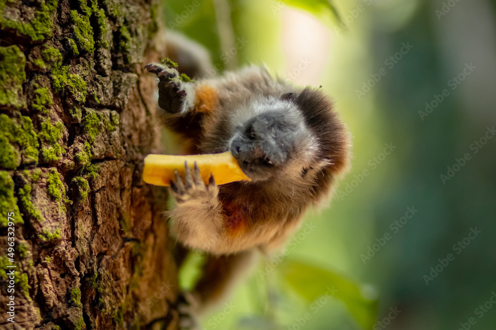 cute small brown grey titi monkey white-footed tamarin endemic from tropical exotic forest of Colombia eating banana on green tree with moss. Nature of Latin America
