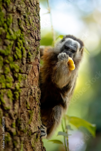 cute small brown grey titi monkey white-footed tamarin endemic from tropical exotic forest of Colombia eating a banana and sitting on green tree with moss. Nature of Latin America © Evgenia