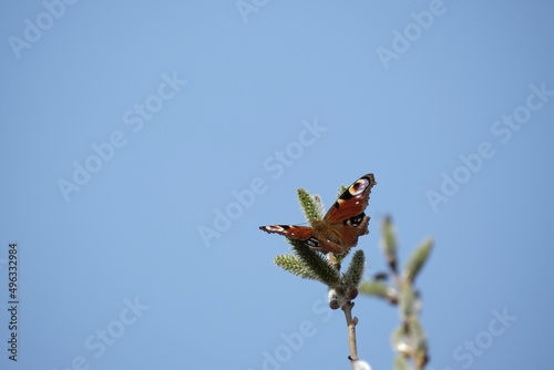 Peacock butterfly on a catkin, colorful butterfly on a blooming willow tree