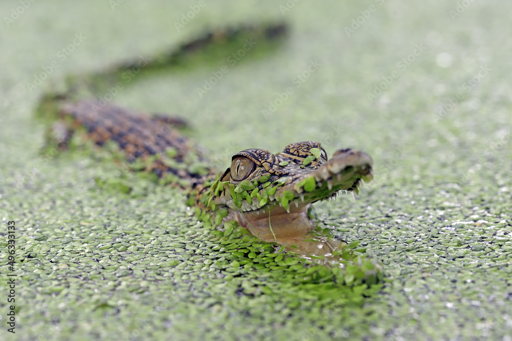 The Saltwater Crocodile (Crocodylus porosus) in mossy water, closeup. The Saltwater Crocodile (Crocodylus porosus) in mossy water, closeup.