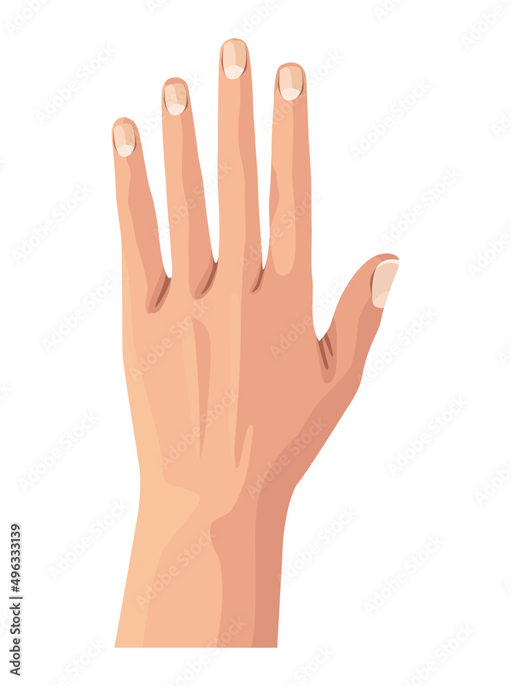 Fototapeta premium hand human open