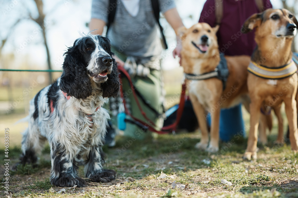 Cocker spaniel and mixed breed dogs with their pet sitter in park.