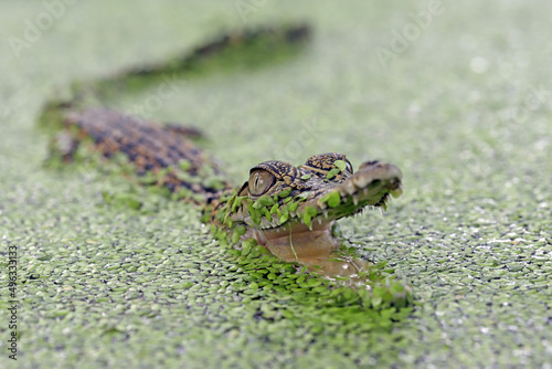 The Saltwater Crocodile (Crocodylus porosus) in mossy water, closeup. photo