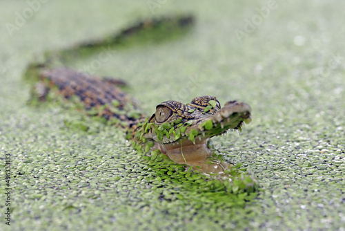 The Saltwater Crocodile (Crocodylus porosus) in mossy water, closeup.