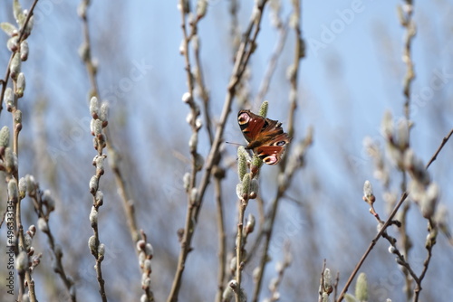Peacock butterfly on a catkin, colorful butterfly on a blooming willow tree