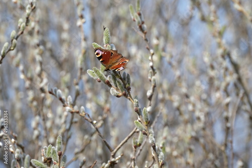 Peacock butterfly on a catkin, colorful butterfly on a blooming willow tree © Kati Moth