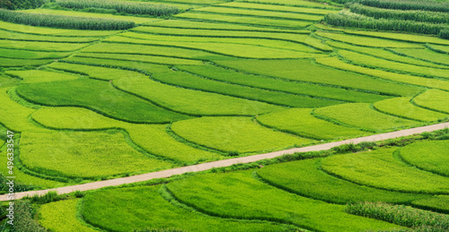 Aerial view of green rice fields