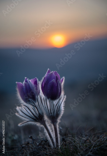 Blooming sleep grass in the mountains at sunset