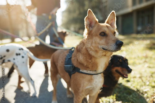 Valokuva Mixed breed dog enjoys in walk with his pet sitter and group of dogs
