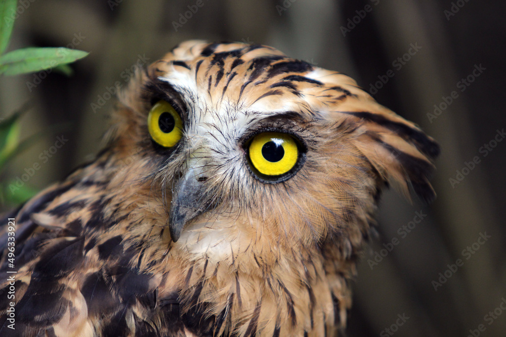 close up of an owl