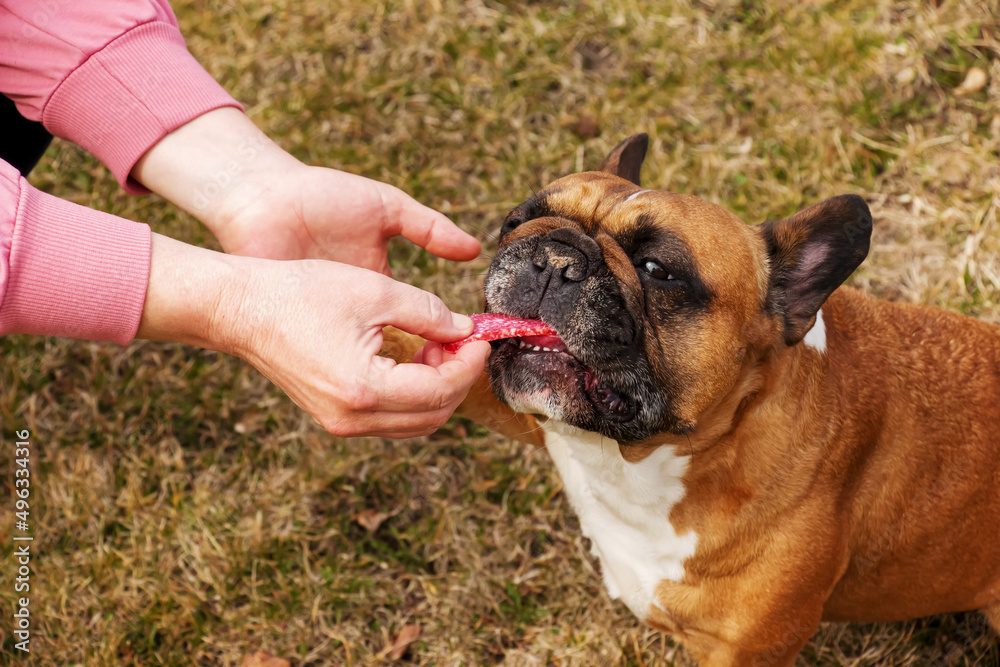 The woman's owner's hand feeds a piece of sausage to a female French bulldog. Training, behavior and education concept