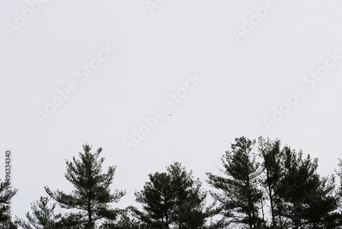 An airplane flies above trees in dark contrast to the overcast sky above